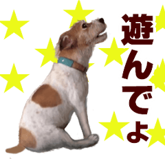 Jack Russell Terrier ALEX