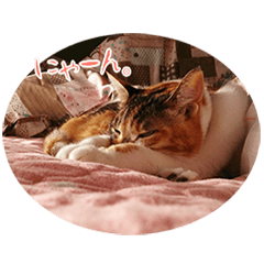 Mikane cat