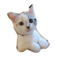 Cat Kinako