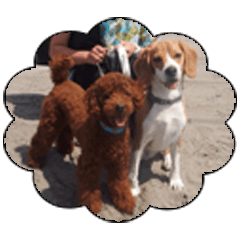 Beagle & Toy Poodle Marine & Sam
