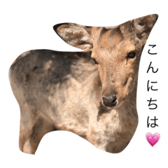 animals in Japan