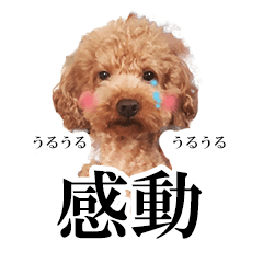 Toy poodle Aloha's stickers ver.2