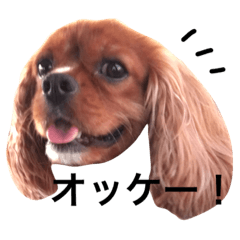 Hinata the cavalier ruby dog