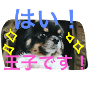 Tatsuo-kun of Chihuahuas