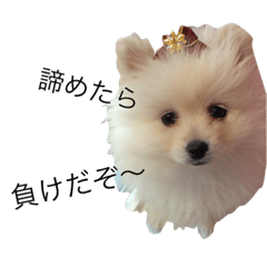 Fluffy Pomeranian Baby