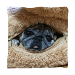 Pug faces and useful words