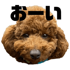 SAORI_20210308155138