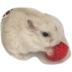 hamster 1