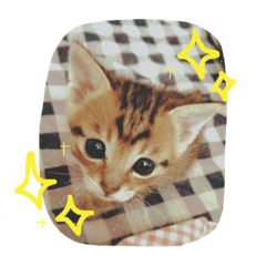 takuro's stamp(cat)