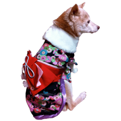 Momo and the pleasant animals.