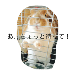 Rabbitmo2
