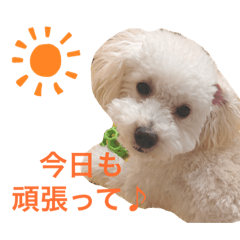 Moco (toy poodle)