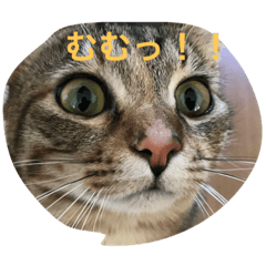 Yoshida cats