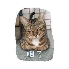 張家貓貓