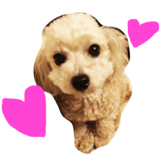 Lovely toy poodle Hina chan