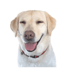 ラブラドール Lineクリエイターズスタンプまとめ Stamplist ラブラドール Lineクリエイターズスタンプまとめ Stamplist