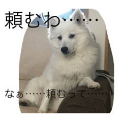 Spitz Weather