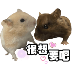 Hamster Pigredleeks