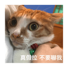 鴨的日常(1)