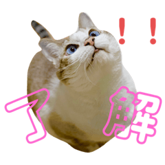 PANDA_20210309200924