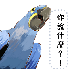 Happy parrot family -Birdie Kingdom