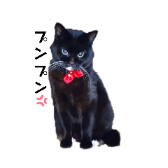 cat's very cute