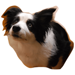 ボーダーコリーのデイジー Line スタンプ Line Store