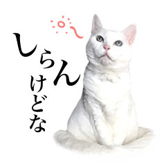 白猫とチワワ♫（関西弁）