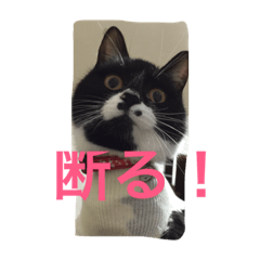 白黒ねこのマサラちゃん