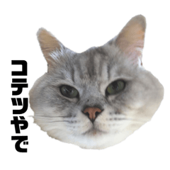 handsome cat KOTETSU