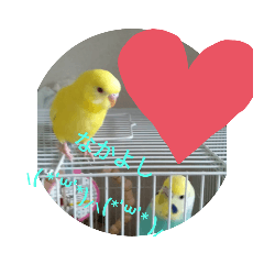 可愛い♡インコちゃん♡♡♡