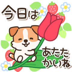 Cheerful and cute Jack Russell Terrier4