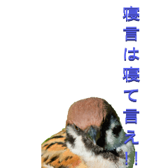 Sparrow to Tsukkomi-BIG