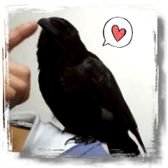 ペット記録チャンネル お楽しみスタンプ Line スタンプ Line Store ペット記録チャンネル お楽しみスタンプ Line スタンプ Line Store