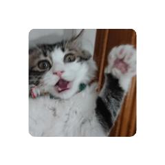 นู๋ชื่อ"โควิด"ค่ะ