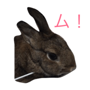 rabbit japan rabbit japan