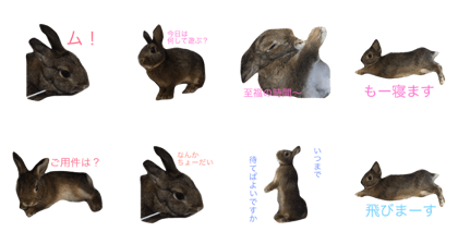 rabbit japan rabbit japan