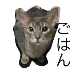 tetsu is a cat