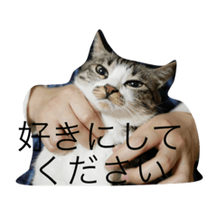 猫のゆずゆ - LINE スタンプ LINE STORE