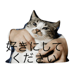 猫のゆずゆ Line スタンプ Line Store 猫のゆずゆ Line スタンプ Line Store