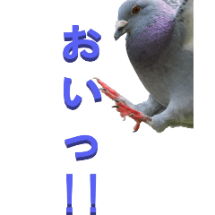 Pigeon to Tsukkomi-BIG