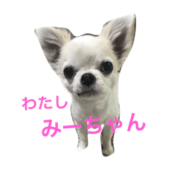 こんにちわわ - LINE スタンプ | LINE STORE