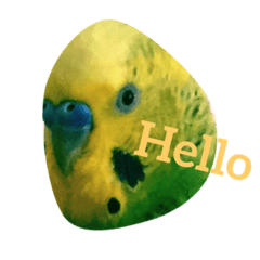 I am Piyo