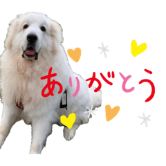 Hana_Pi Pi