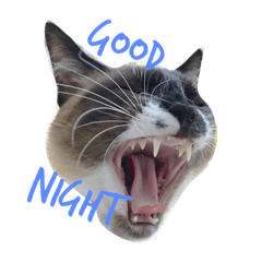 my cat MUSASHI