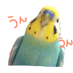 parakeet named Hanachan.