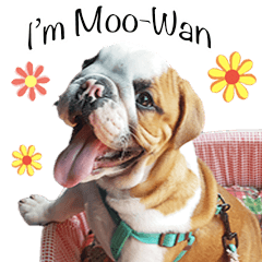 Happy bulldog Moo-Wan