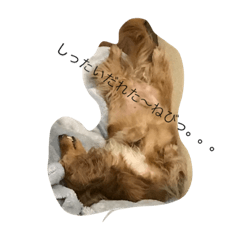 everyday of dachshund(in kagosima