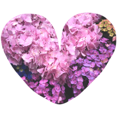 hydrangea