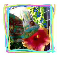 chameleonPERO